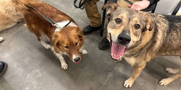 В Самаре прошел фестиваль «Друг человека»: семь...