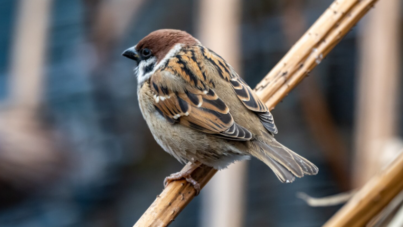 Прошла перепись: в Самарской области проживает ...