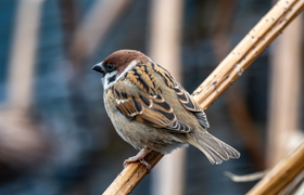 Прошла перепись: в Самарской области проживает ...